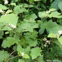 Solanum torvum Sw.